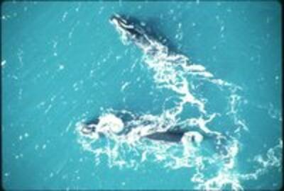 Right Whale Collection
