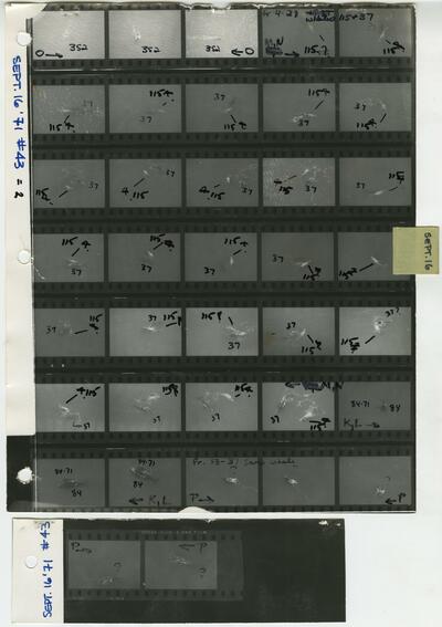 Right Whale Contacts Collection