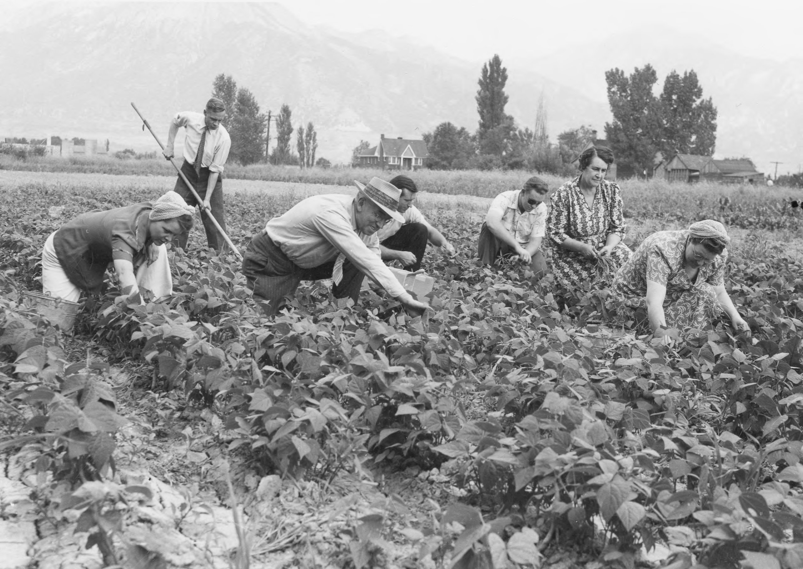 World War II Victory Gardens P 1 Department Of Cultural And Community 