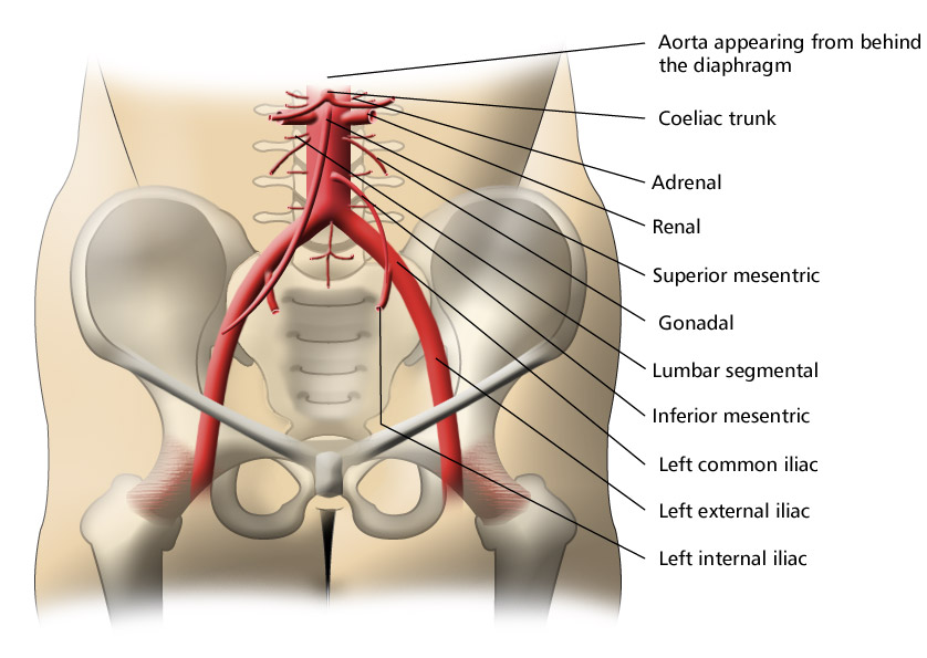 gonadal artery