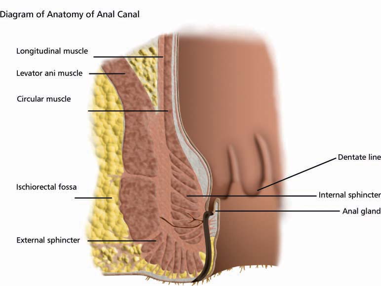 Weak Anal Sphincter