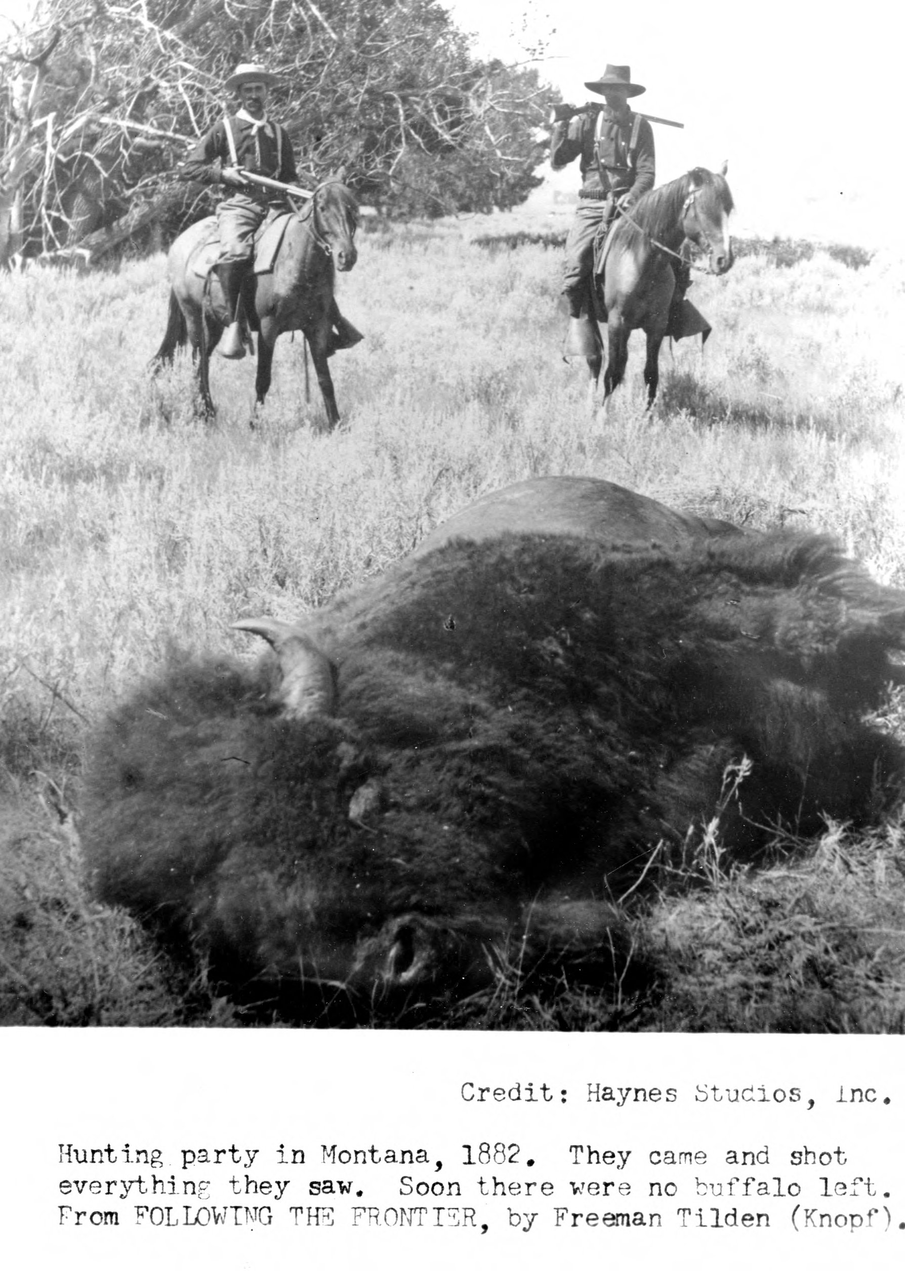 Убитый бизон. Гора черепов бизонов 1870. Гора черепов бизонов. Бизоны истребление в Америке. Истребление бизонов в Северной Америке.