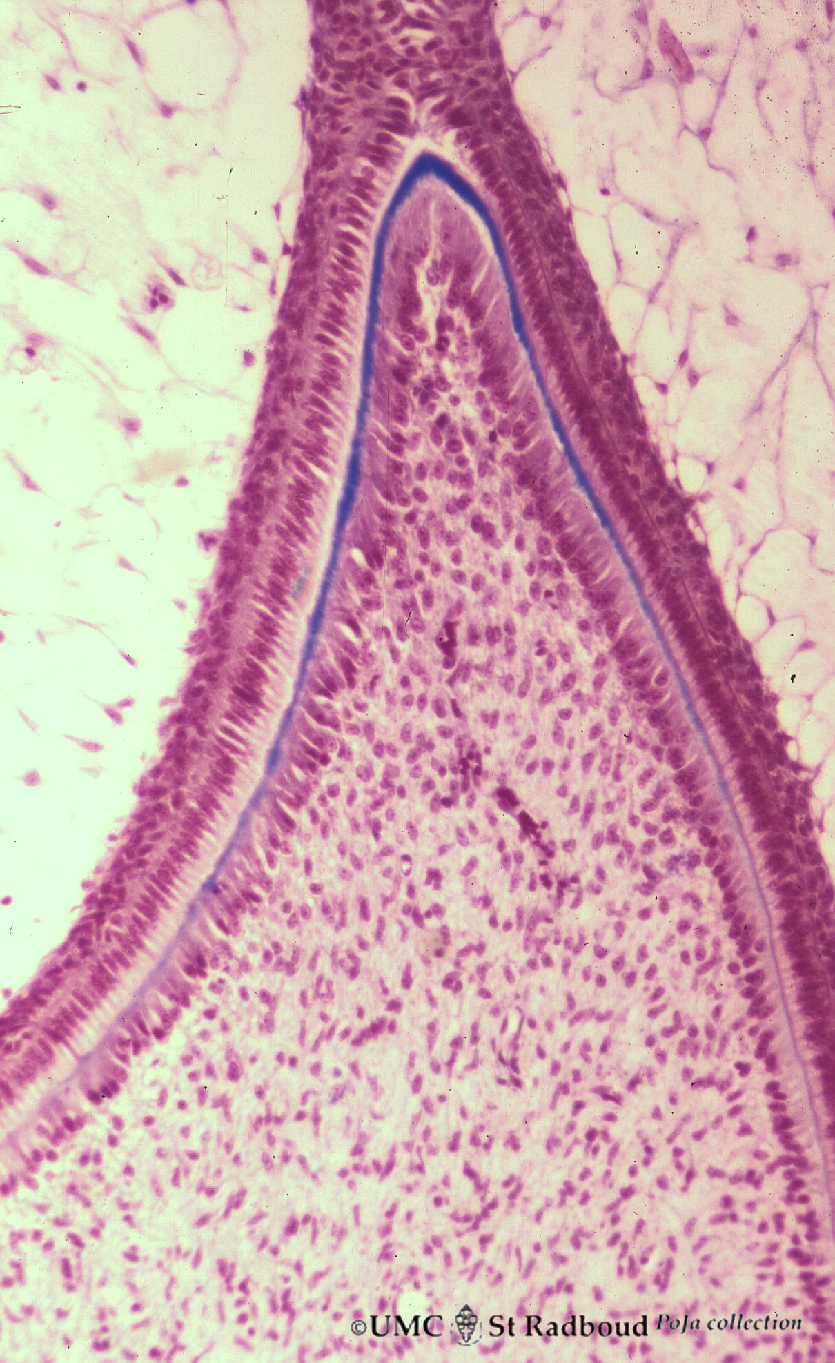 Predentin formation at the cuspal tip in tooth development - bell stage ...