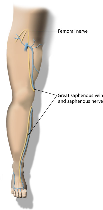 saphenous nerve knee