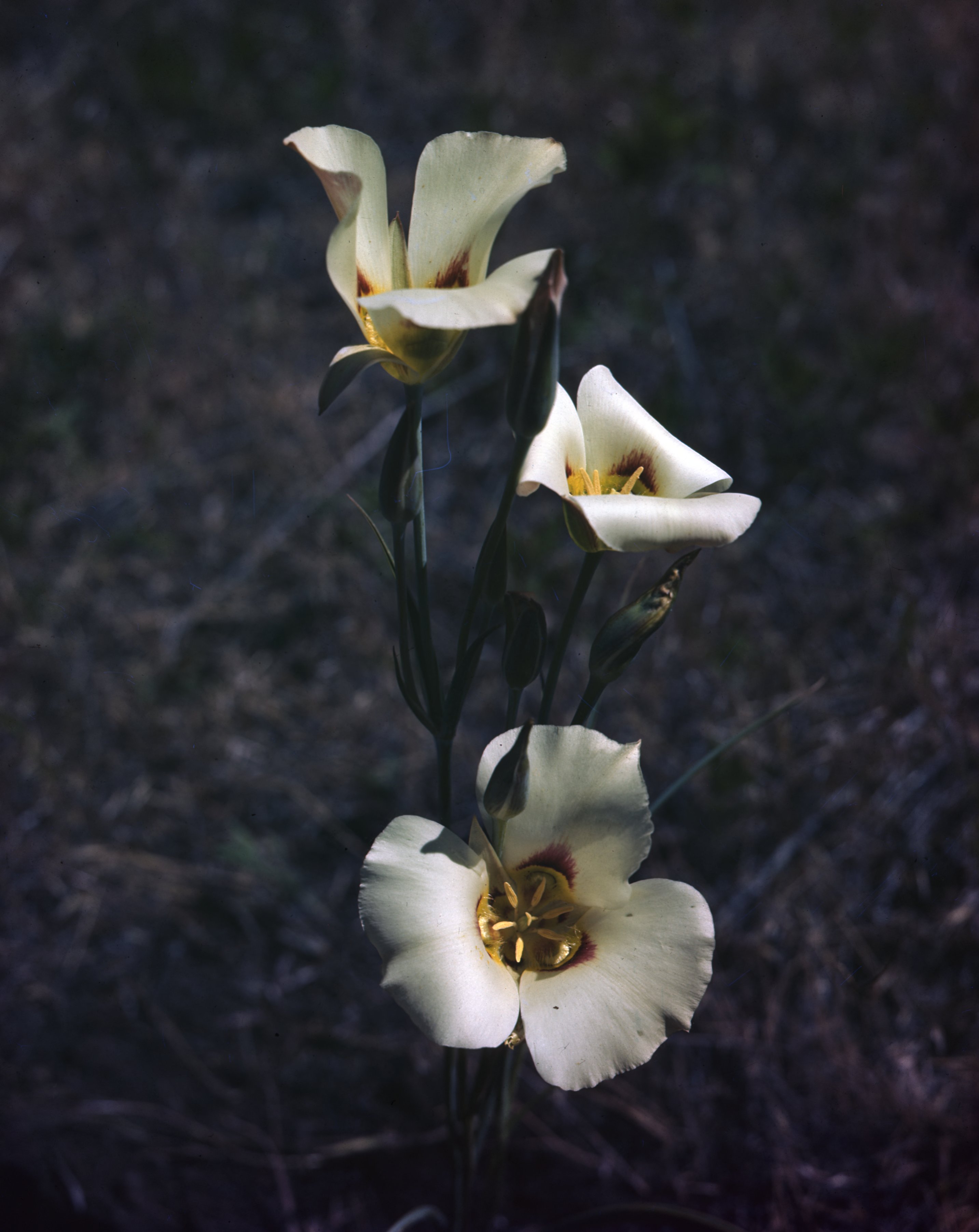 Sego Lily Department Of Heritage And Arts J Willard Marriott Digital Library
