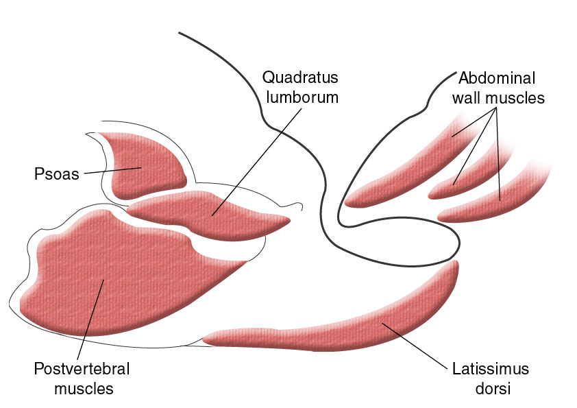 Abdominal Muscles (Labeled), Eccles Health Sciences Library