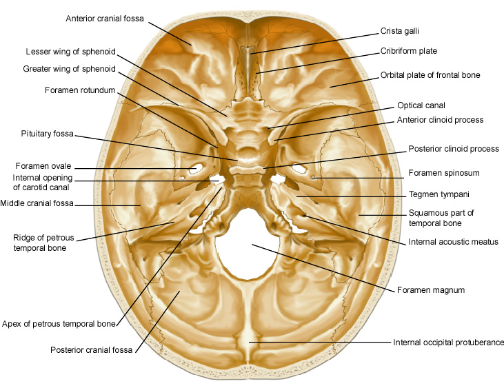 Internal open. Anterior Cranial Fossa. Tegmen Tympani на основании черепа. Anterior Cranial Base. Anterior Cranial Fossa image.